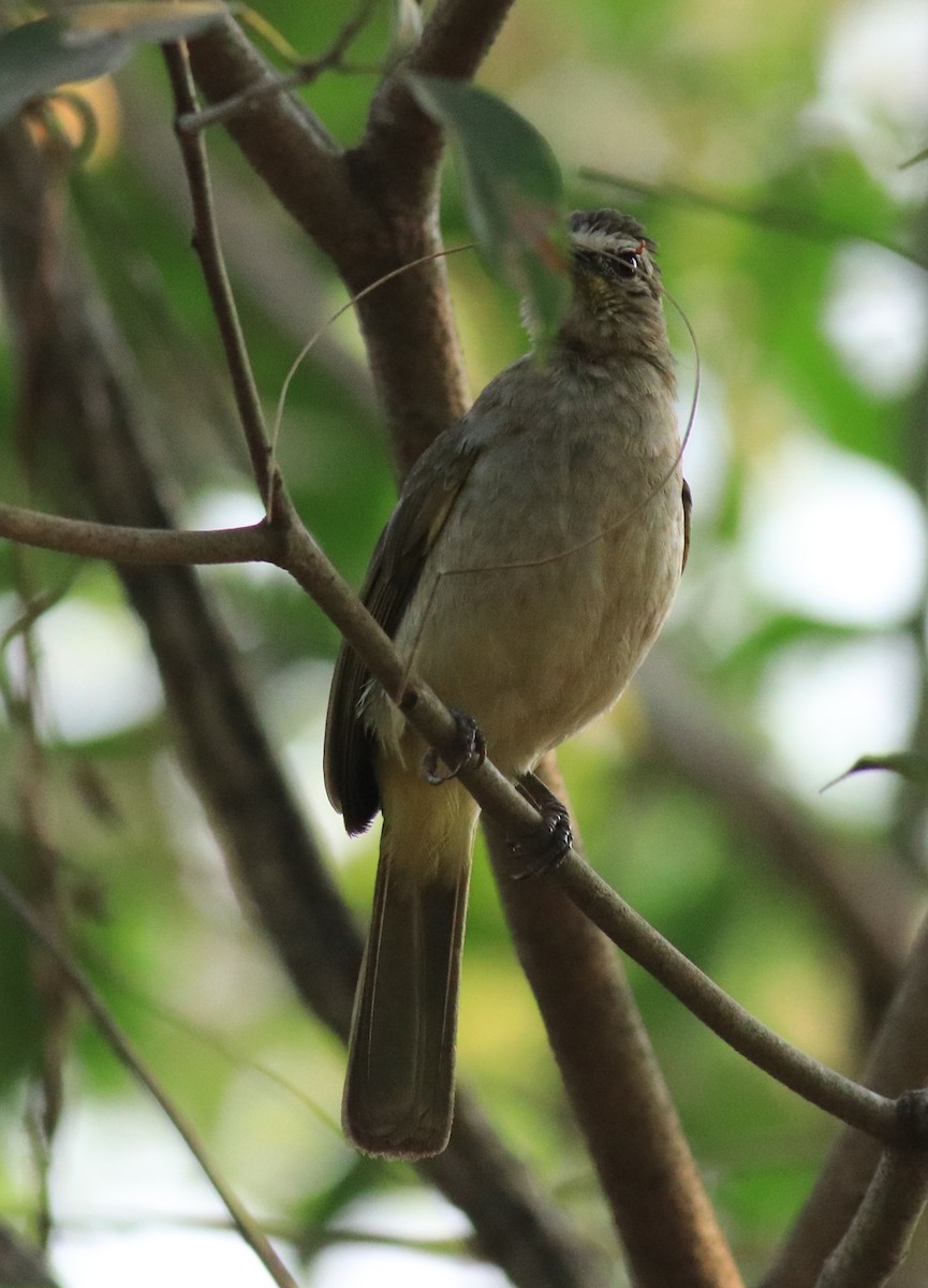 White-browed Bulbul - ML624181963