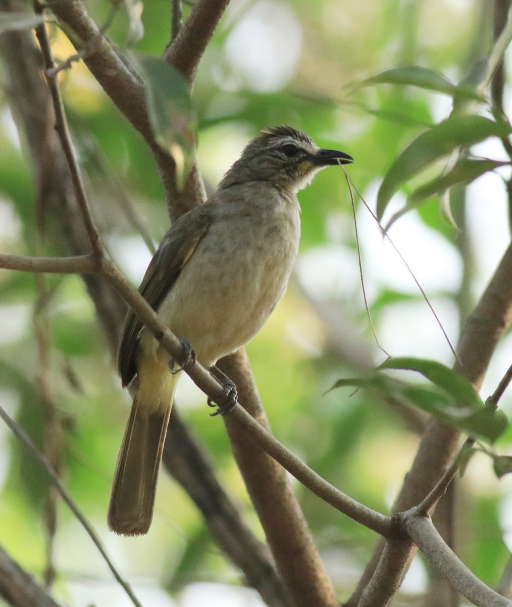 White-browed Bulbul - ML624181964