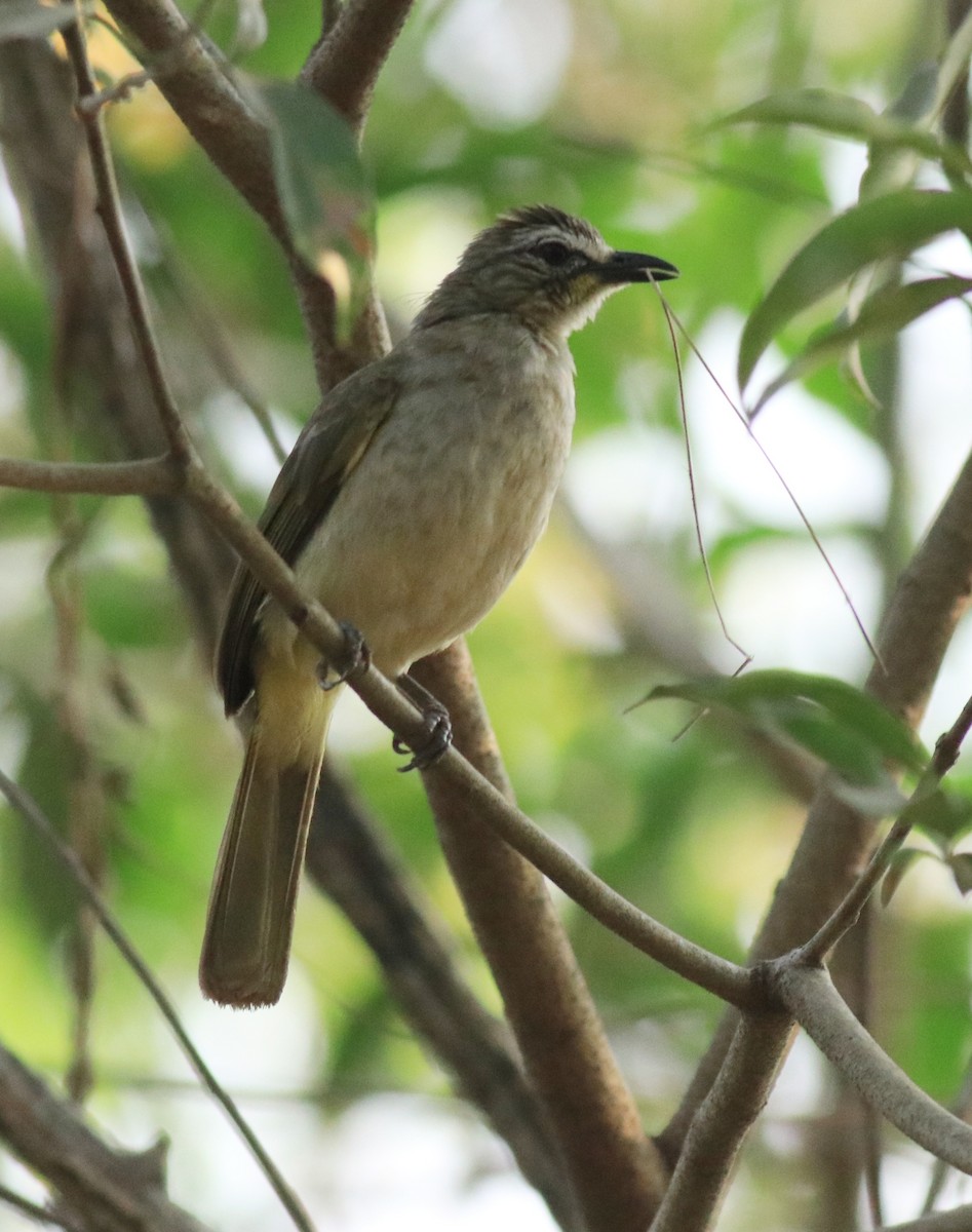 White-browed Bulbul - ML624181965