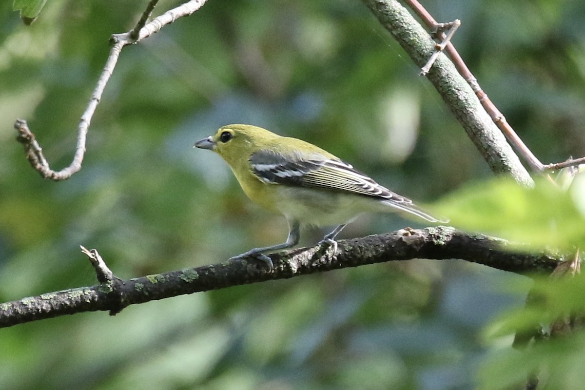 Vireo Gorjiamarillo - ML624181983