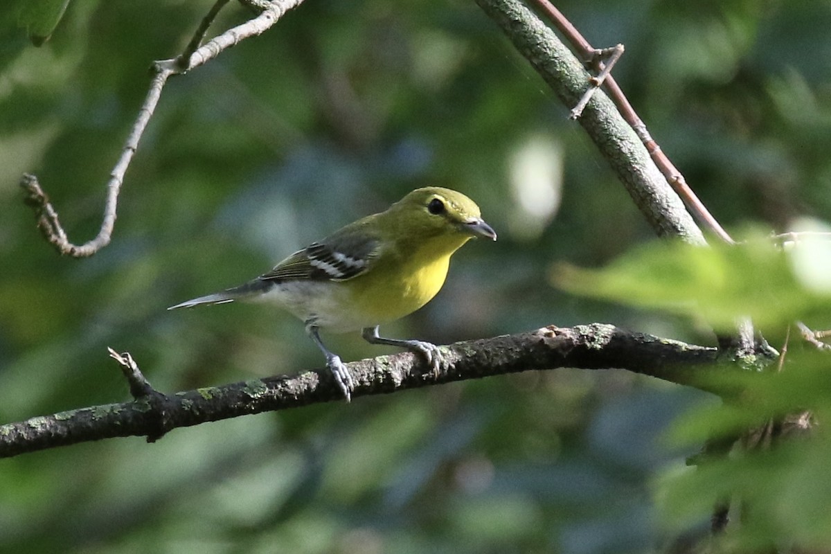 Vireo Gorjiamarillo - ML624181984