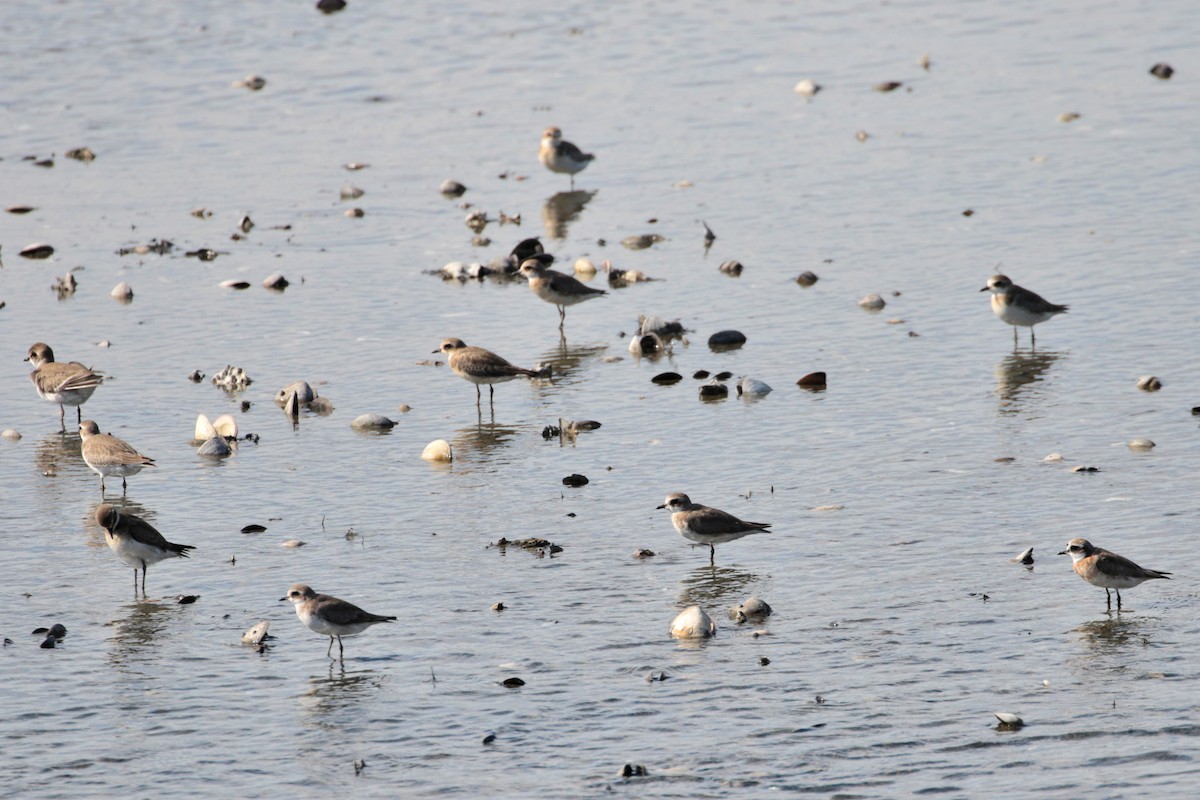 Siberian Sand-Plover - ML624182025