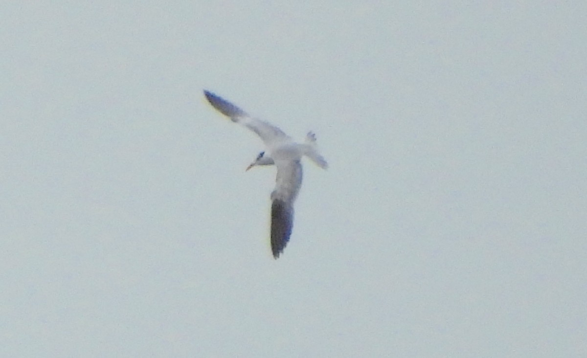 Royal Tern - ML624182032