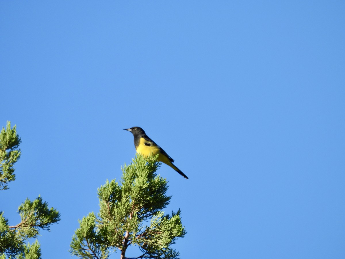 Scott's Oriole - Corinna Honscheid