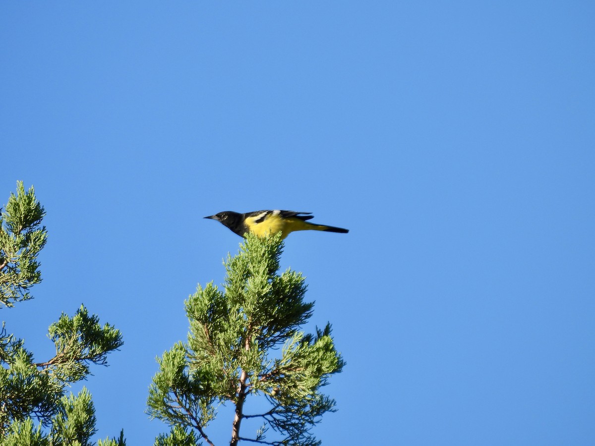 Scott's Oriole - ML624182066