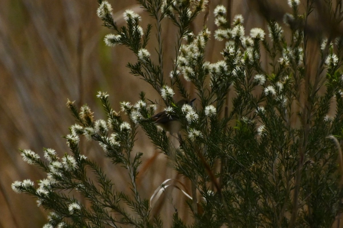 Brown Thornbill - ML624182092