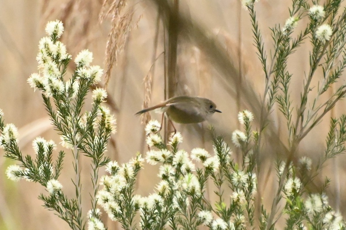 Brown Thornbill - ML624182093