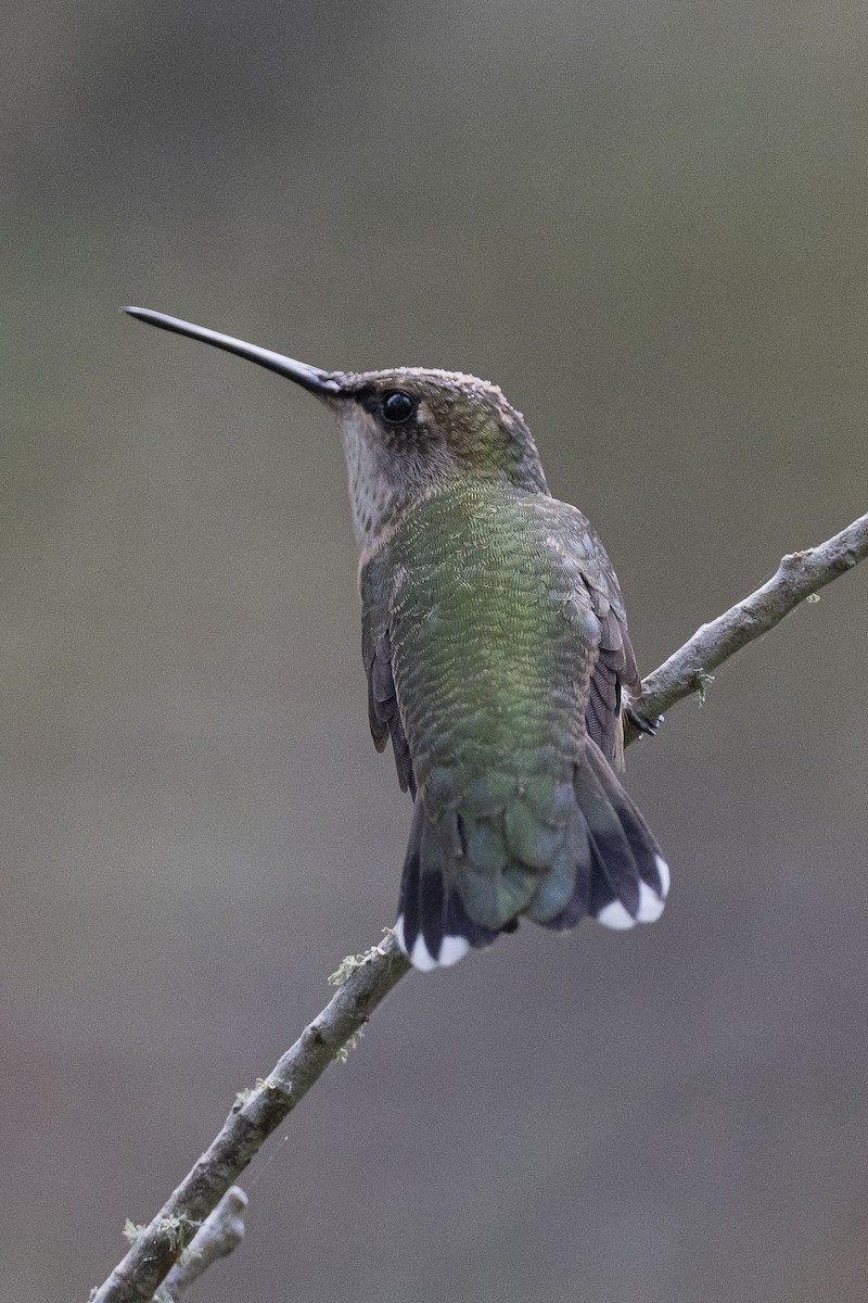 Ruby-throated Hummingbird - ML624182103