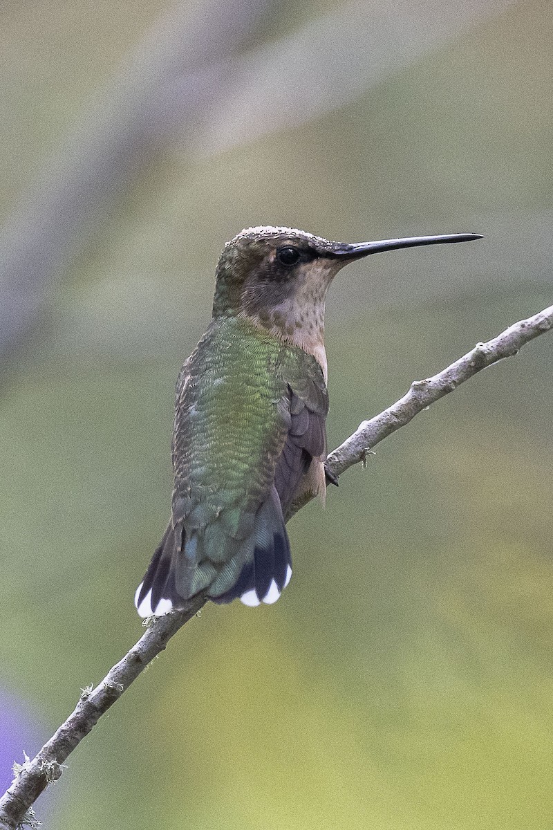 Ruby-throated Hummingbird - ML624182104