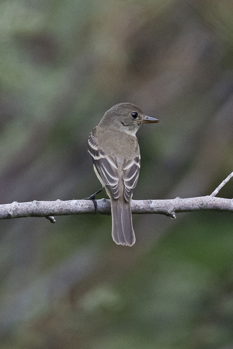 Willow Flycatcher - ML624182120