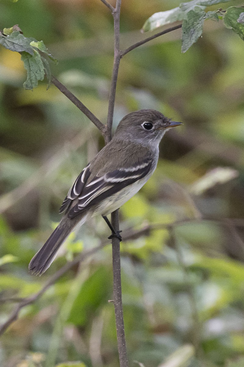 Least Flycatcher - Jim Bille