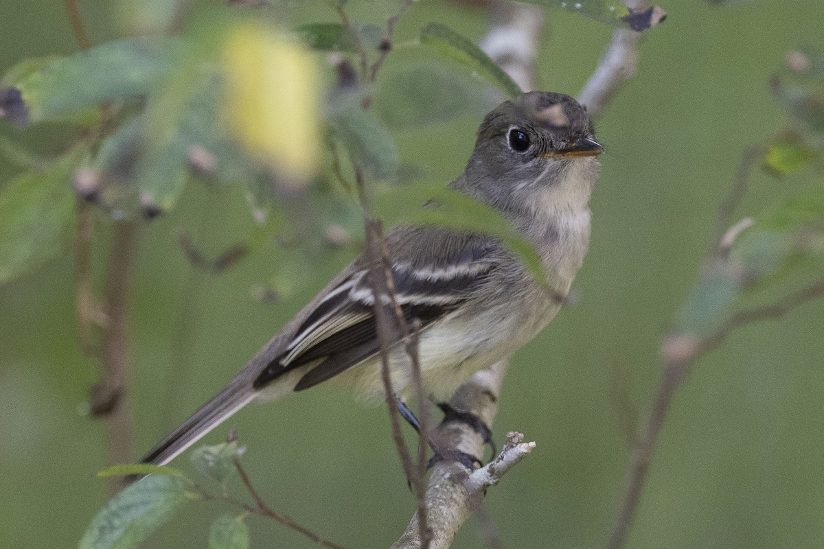 Least Flycatcher - ML624182130