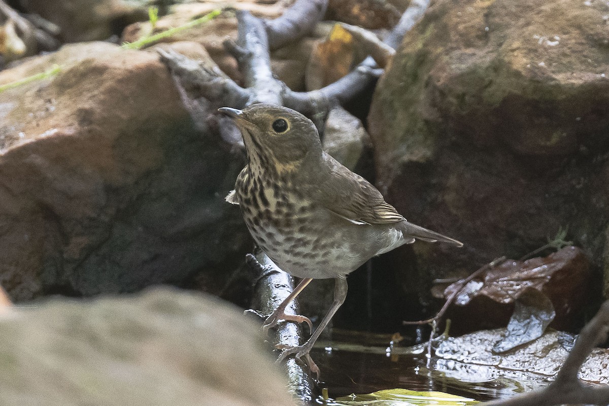 Swainson's Thrush - ML624182133