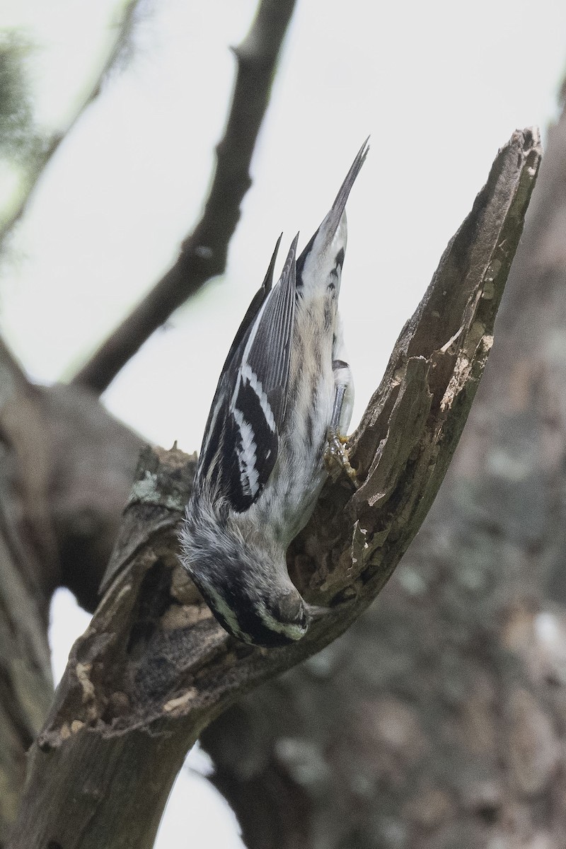 Black-and-white Warbler - ML624182142