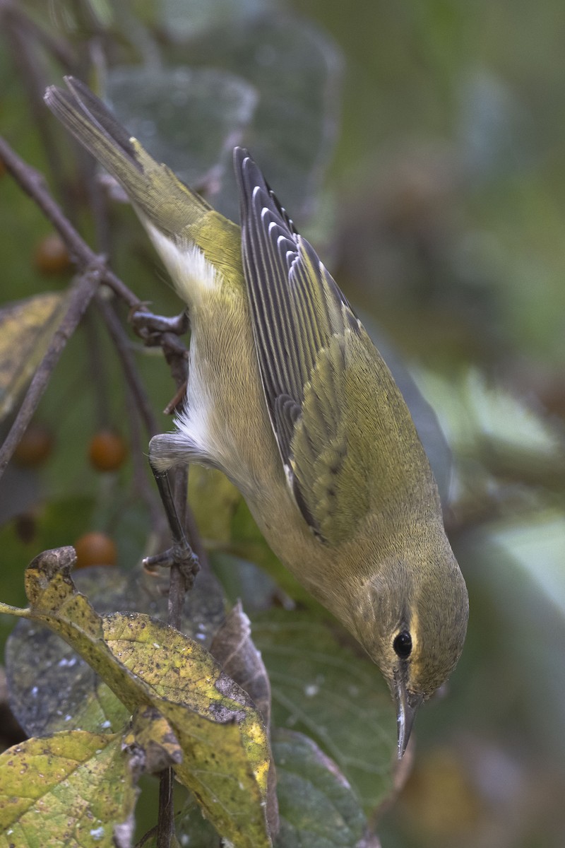 Tennessee Warbler - ML624182147