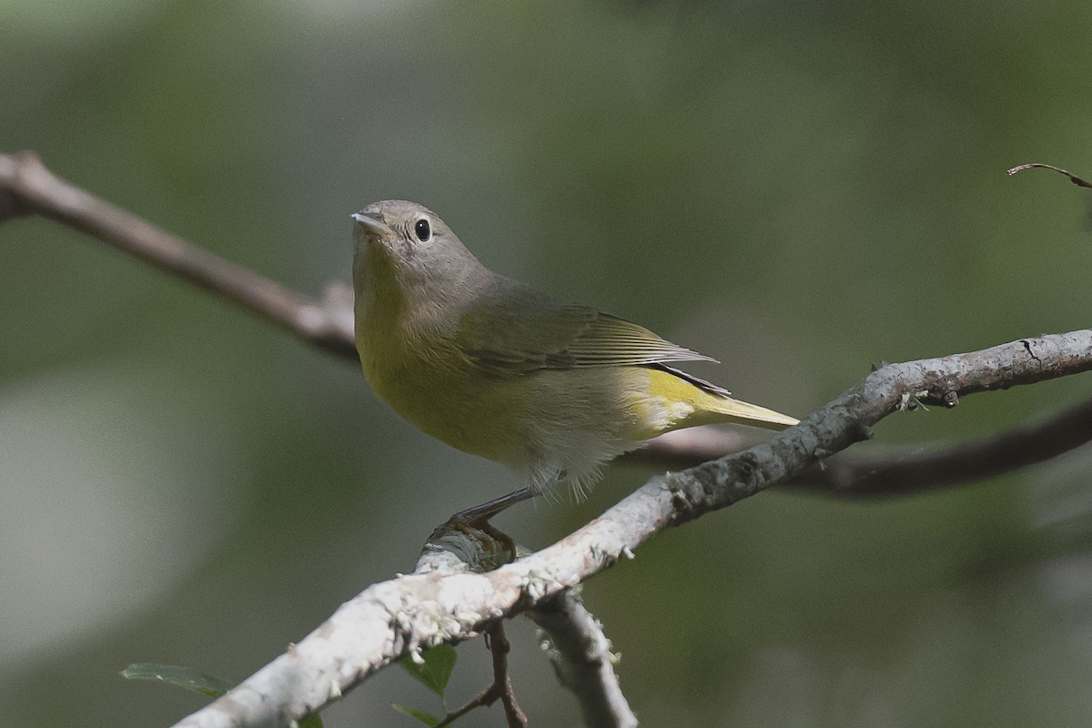 Nashville Warbler - ML624182156