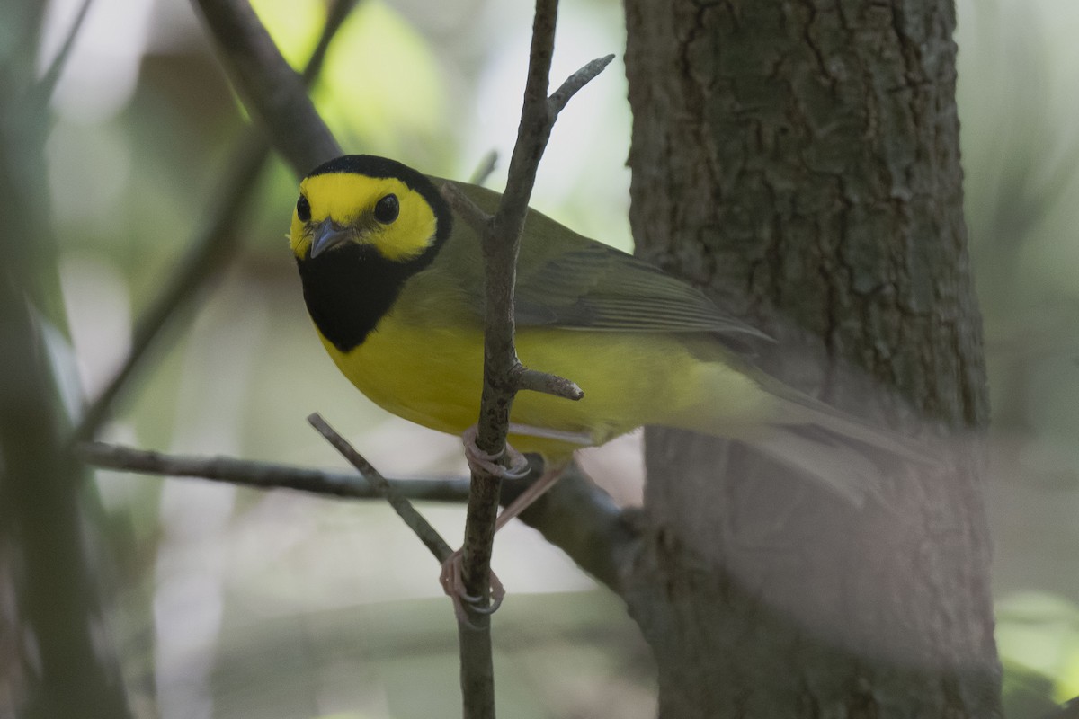 Hooded Warbler - ML624182158