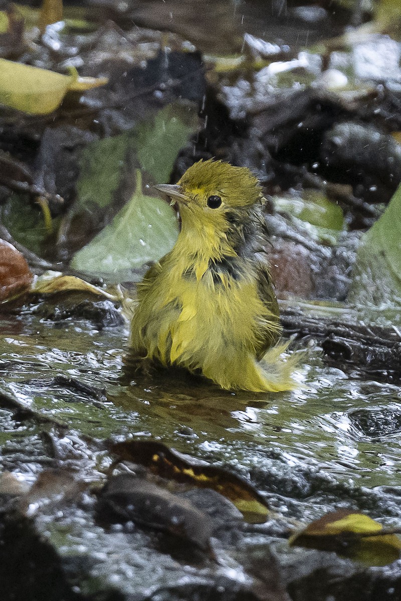 Yellow Warbler - ML624182162