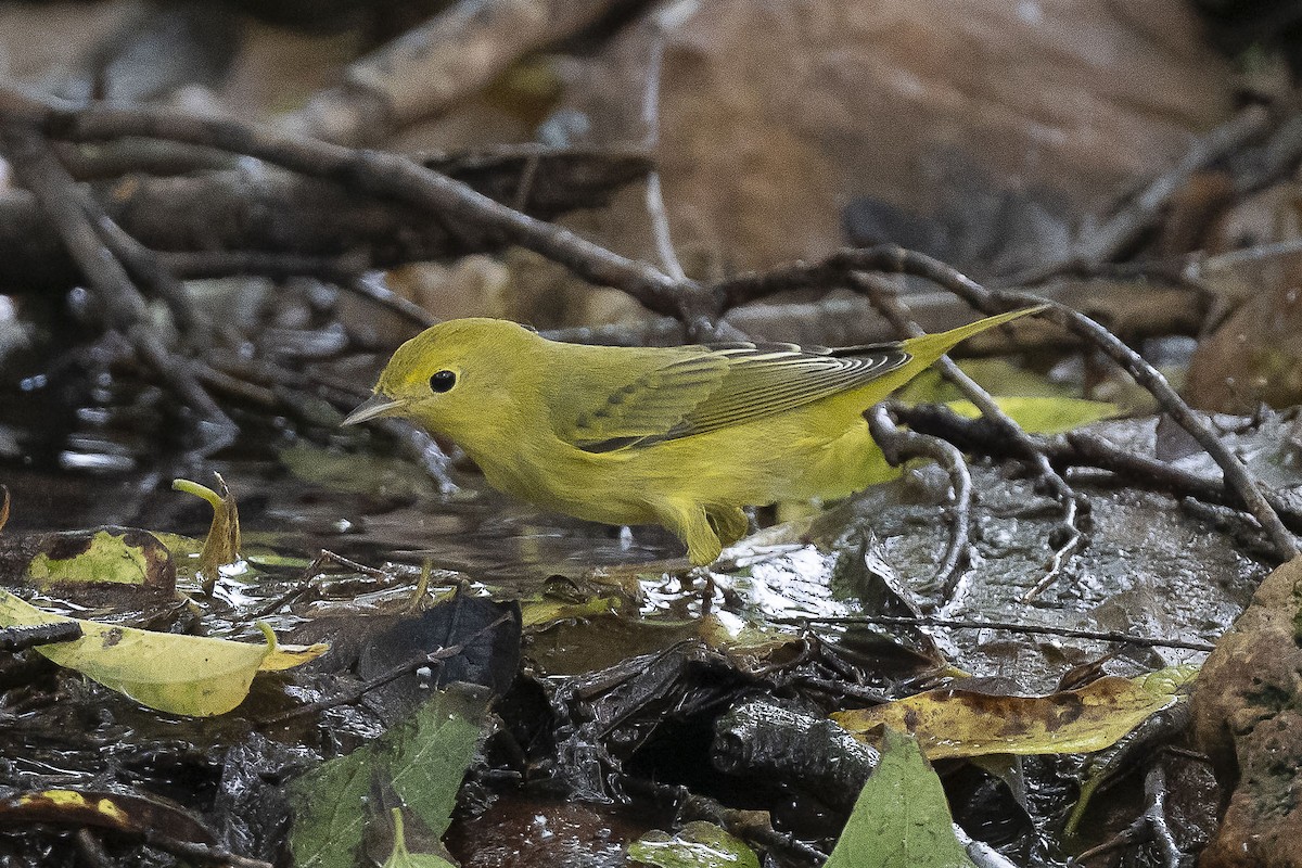 Yellow Warbler - ML624182166