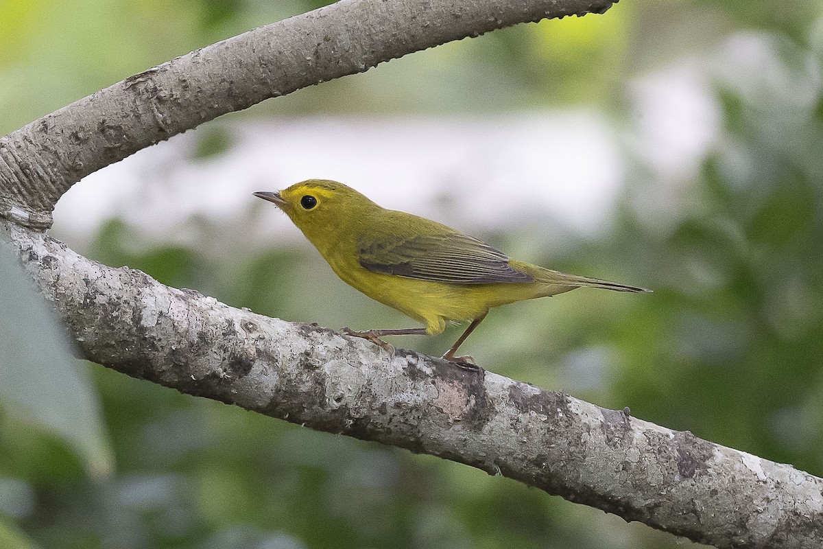 Wilson's Warbler - ML624182169