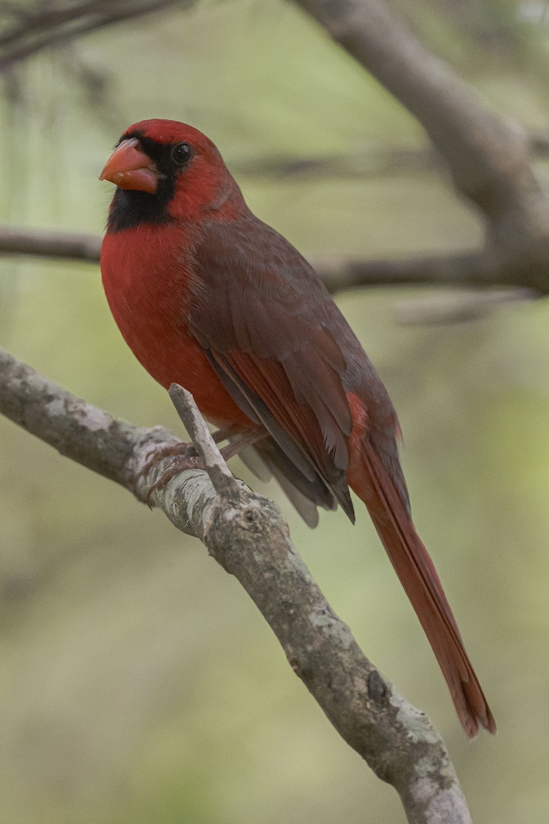 Northern Cardinal - ML624182175