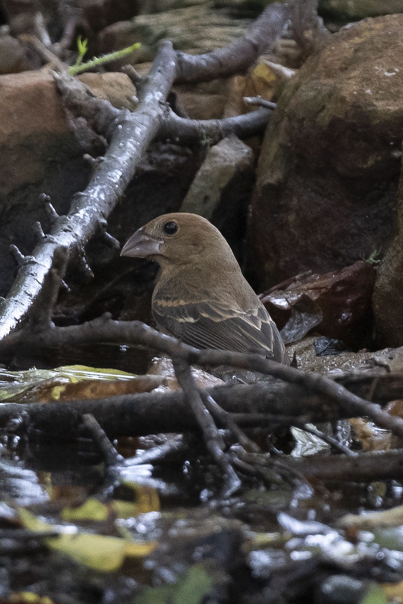 Blue Grosbeak - ML624182180