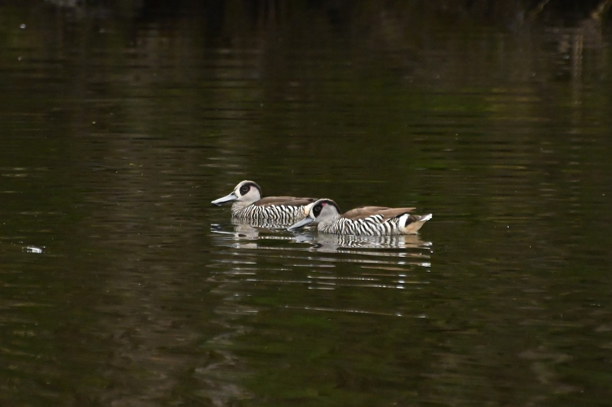 Pink-eared Duck - ML624182192