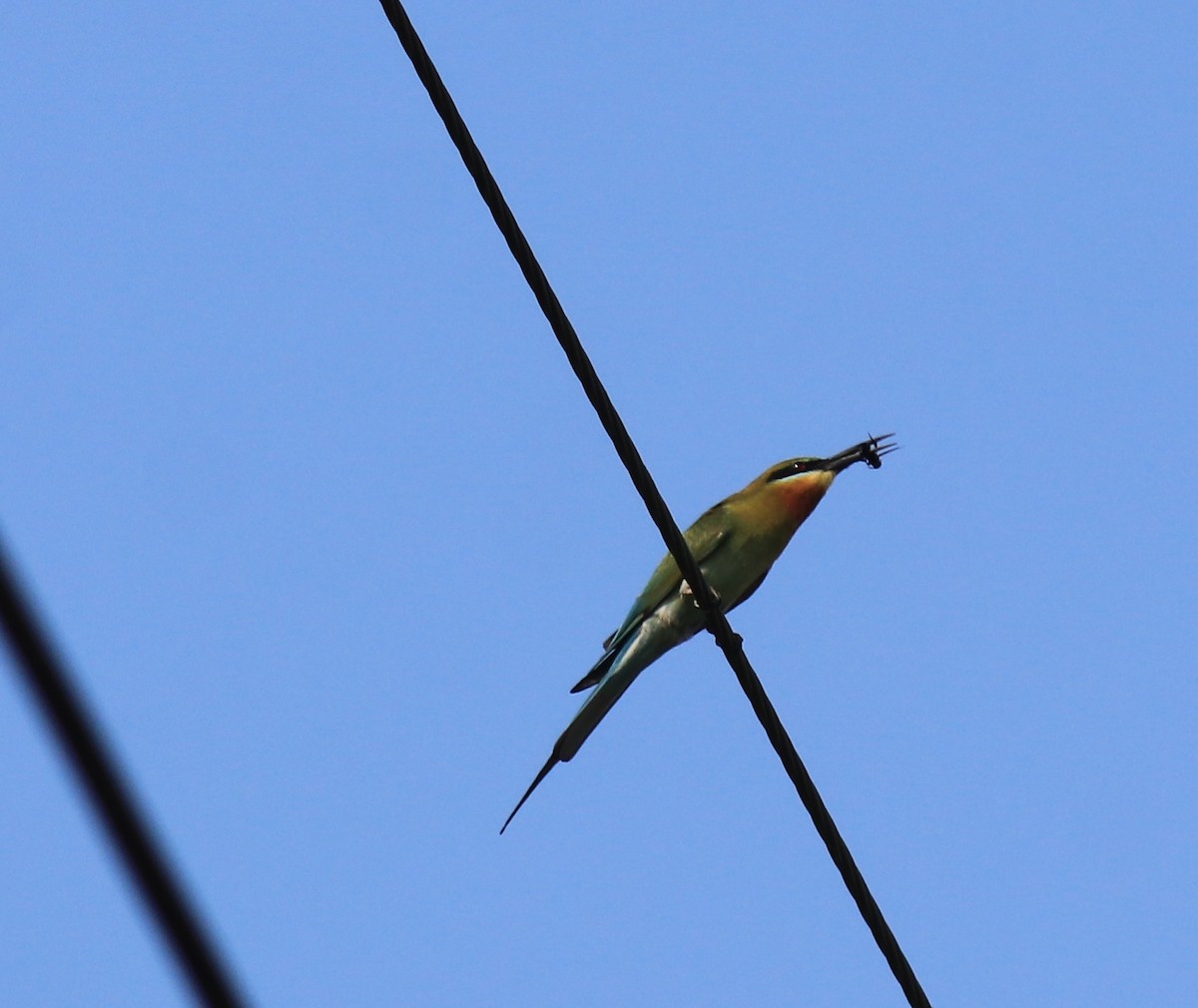 Blue-tailed Bee-eater - ML624182205