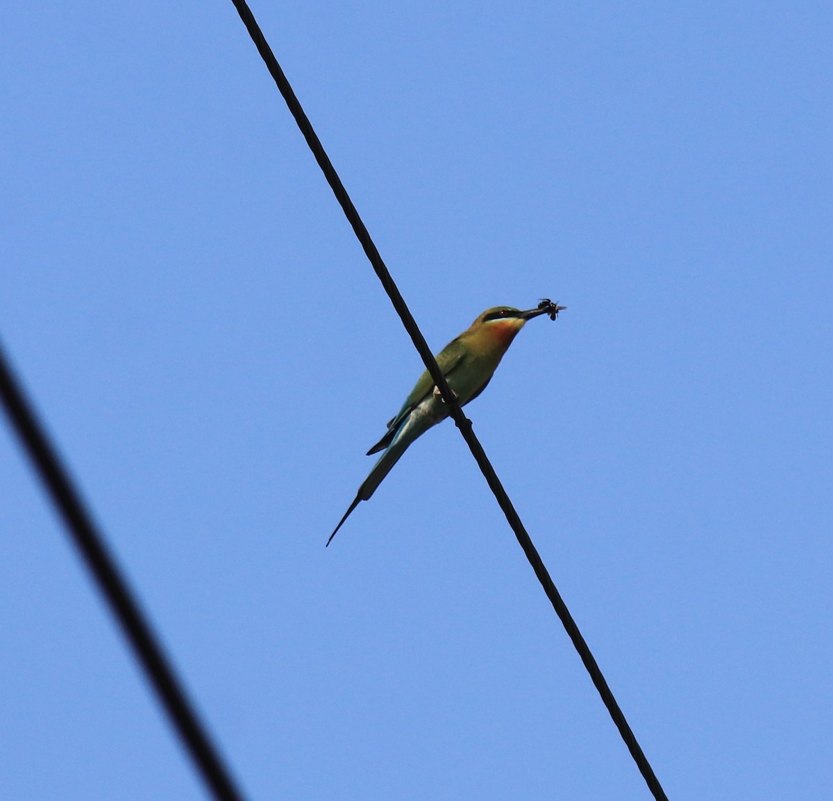 Blue-tailed Bee-eater - ML624182206