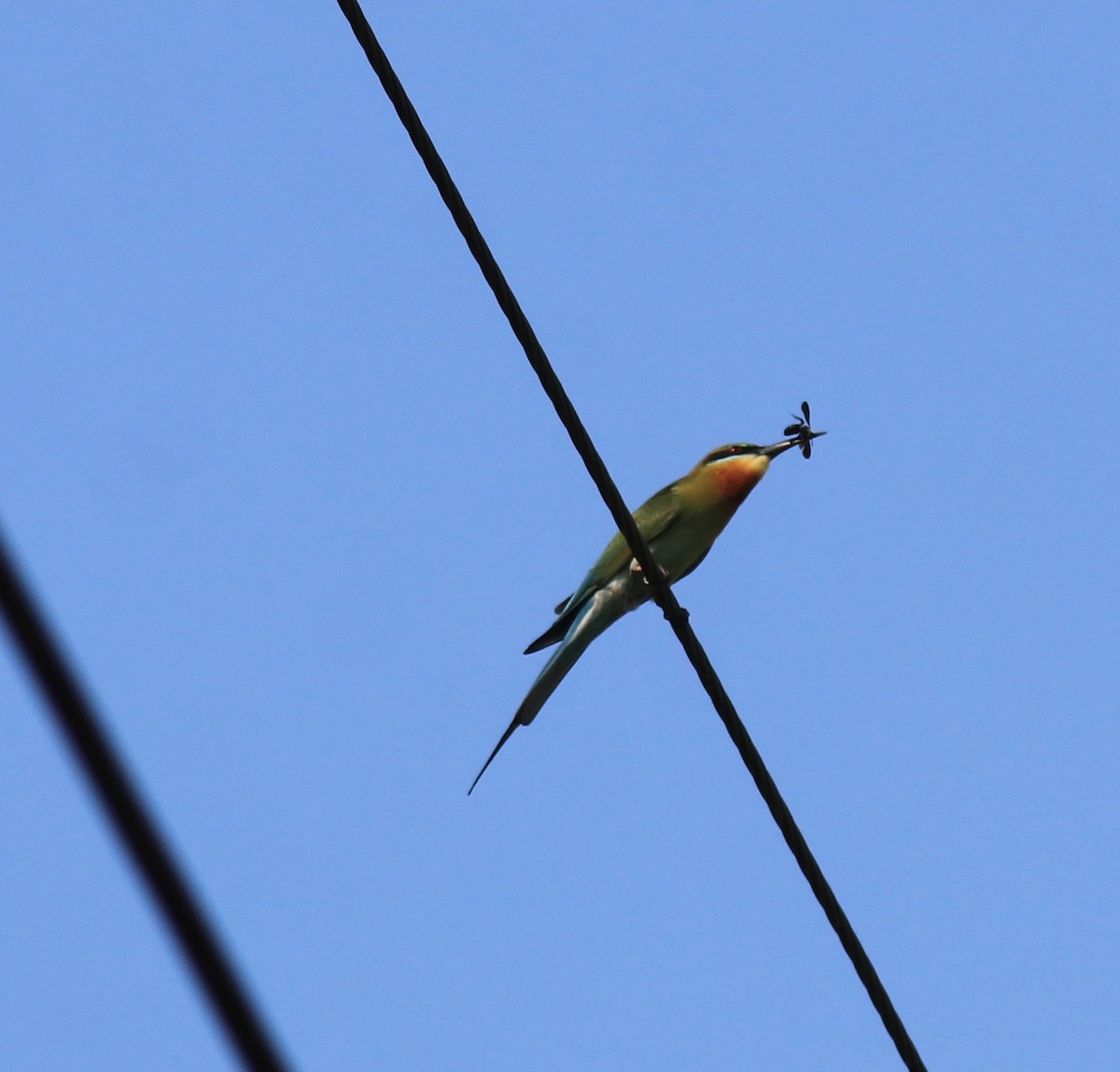 Blue-tailed Bee-eater - ML624182207