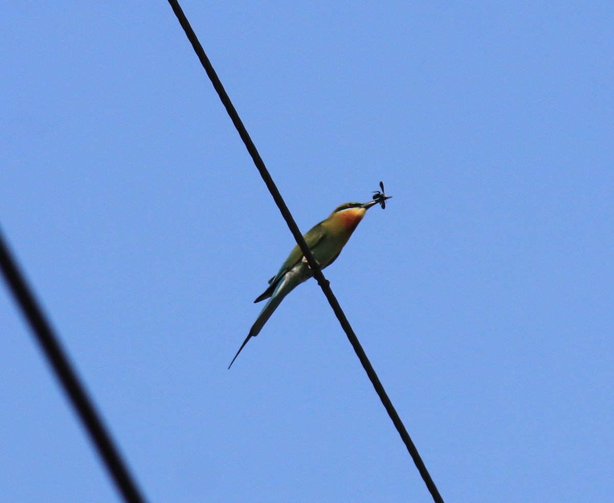 Blue-tailed Bee-eater - ML624182208