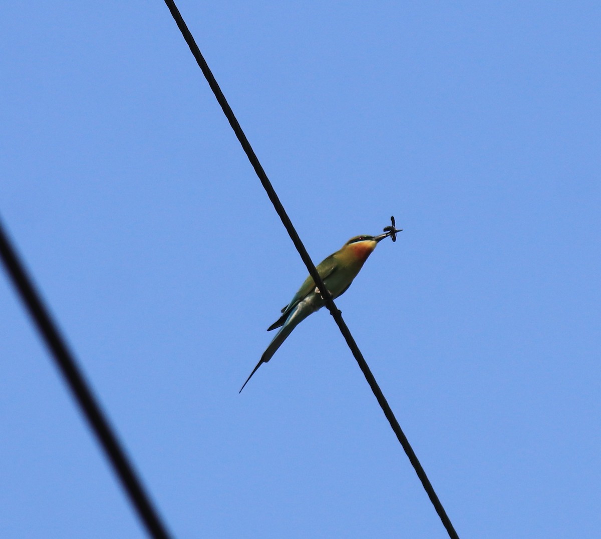 Blue-tailed Bee-eater - ML624182209