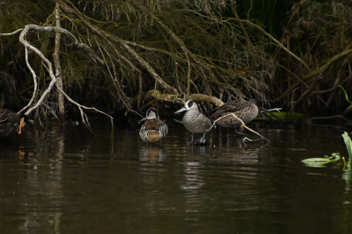 Pink-eared Duck - ML624182217