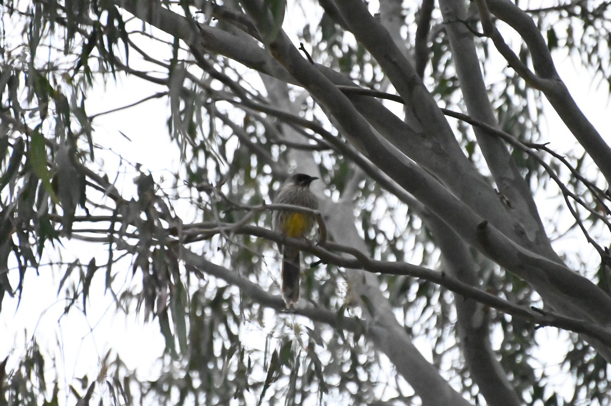 Red Wattlebird - ML624182254