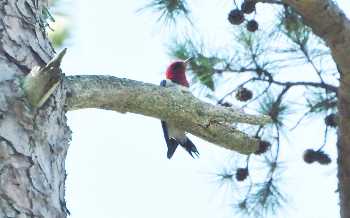 Pic à tête rouge - ML624182271