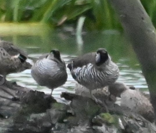 Pink-eared Duck - ML624182272