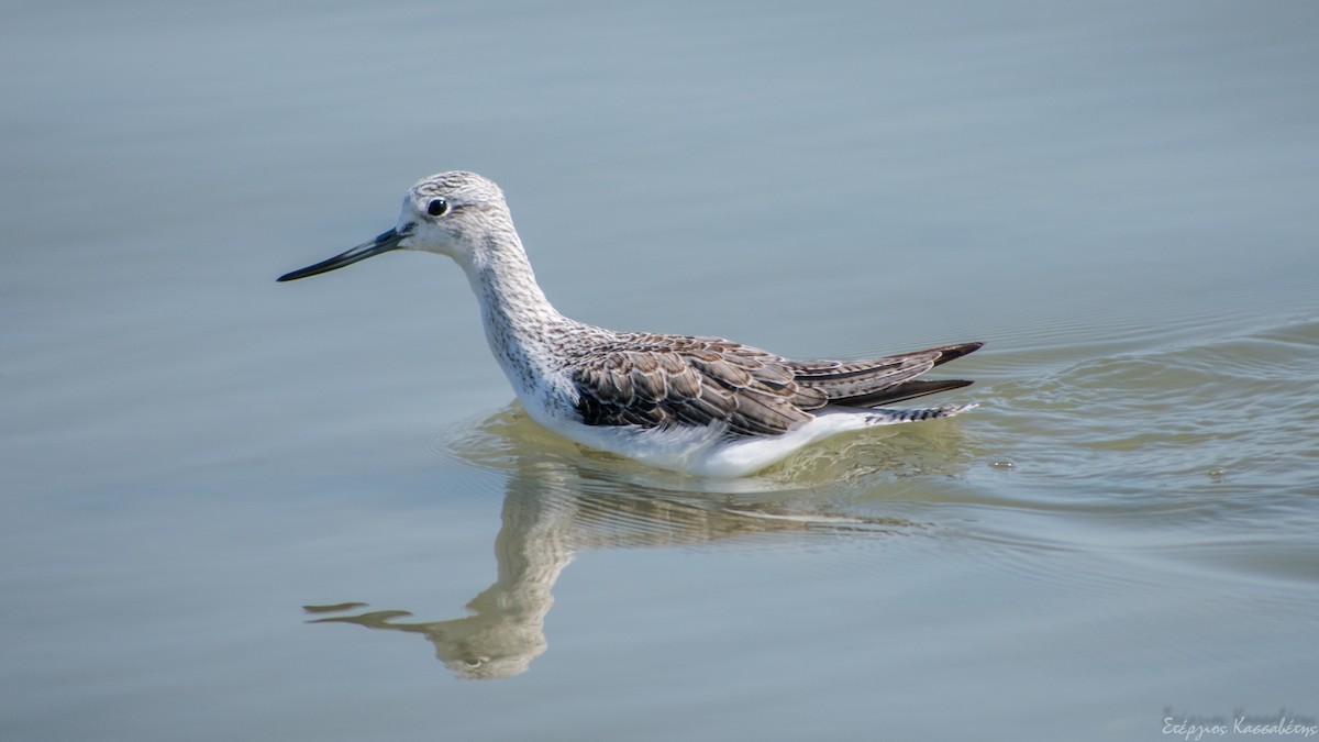 Common Greenshank - ML624182329