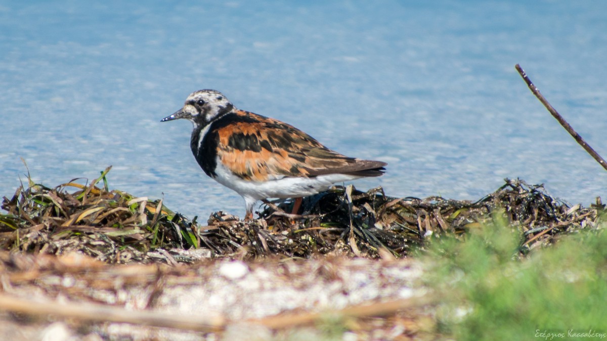 Ruddy Turnstone - Stergios Kassavetis