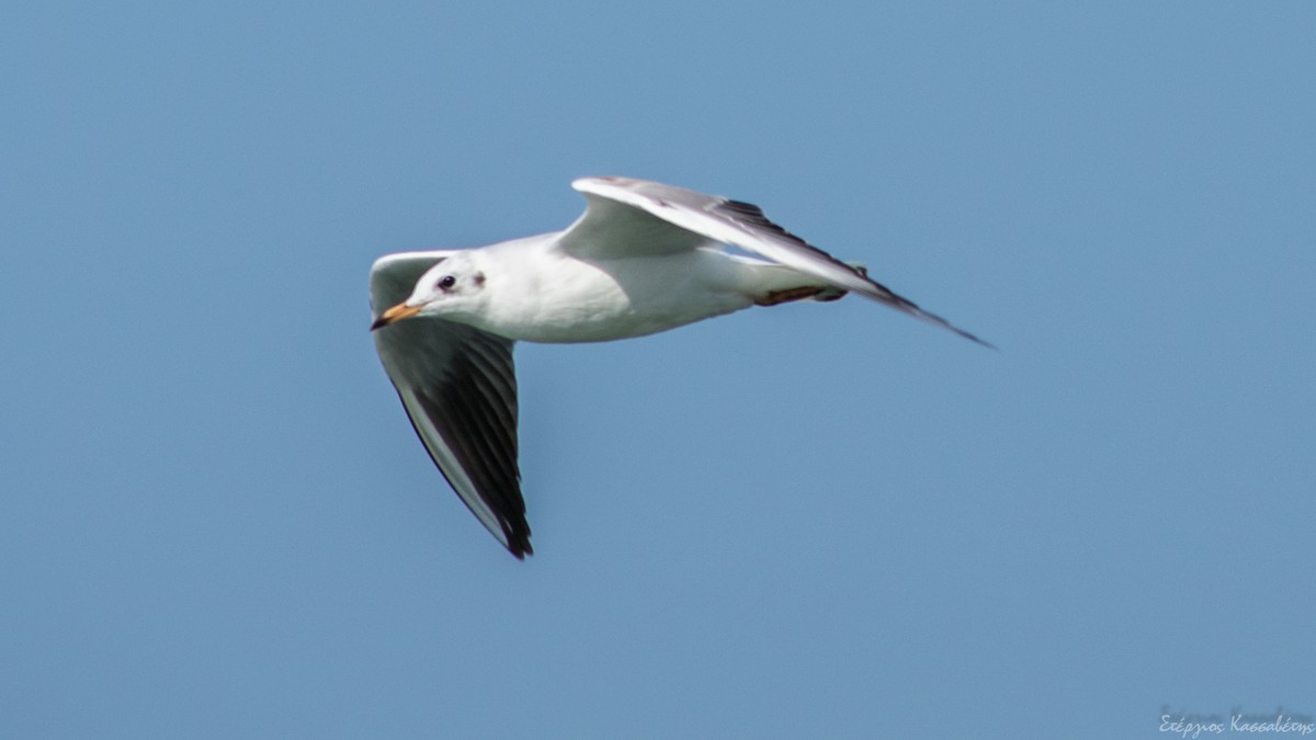 Mouette rieuse - ML624182355