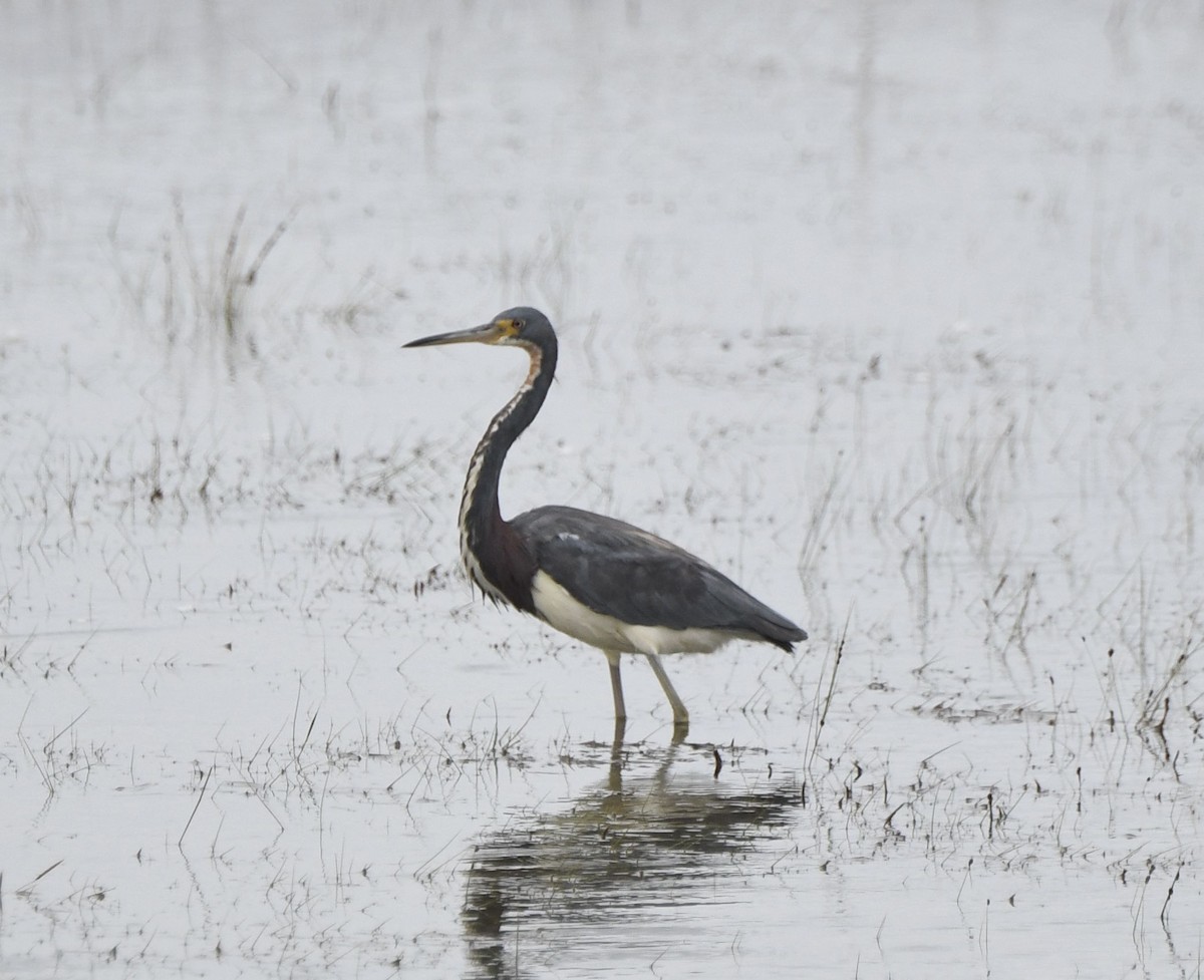 Tricolored Heron - ML624182383