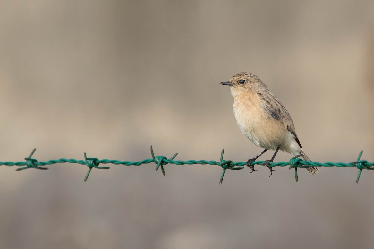 Siberian Stonechat - ML624182449