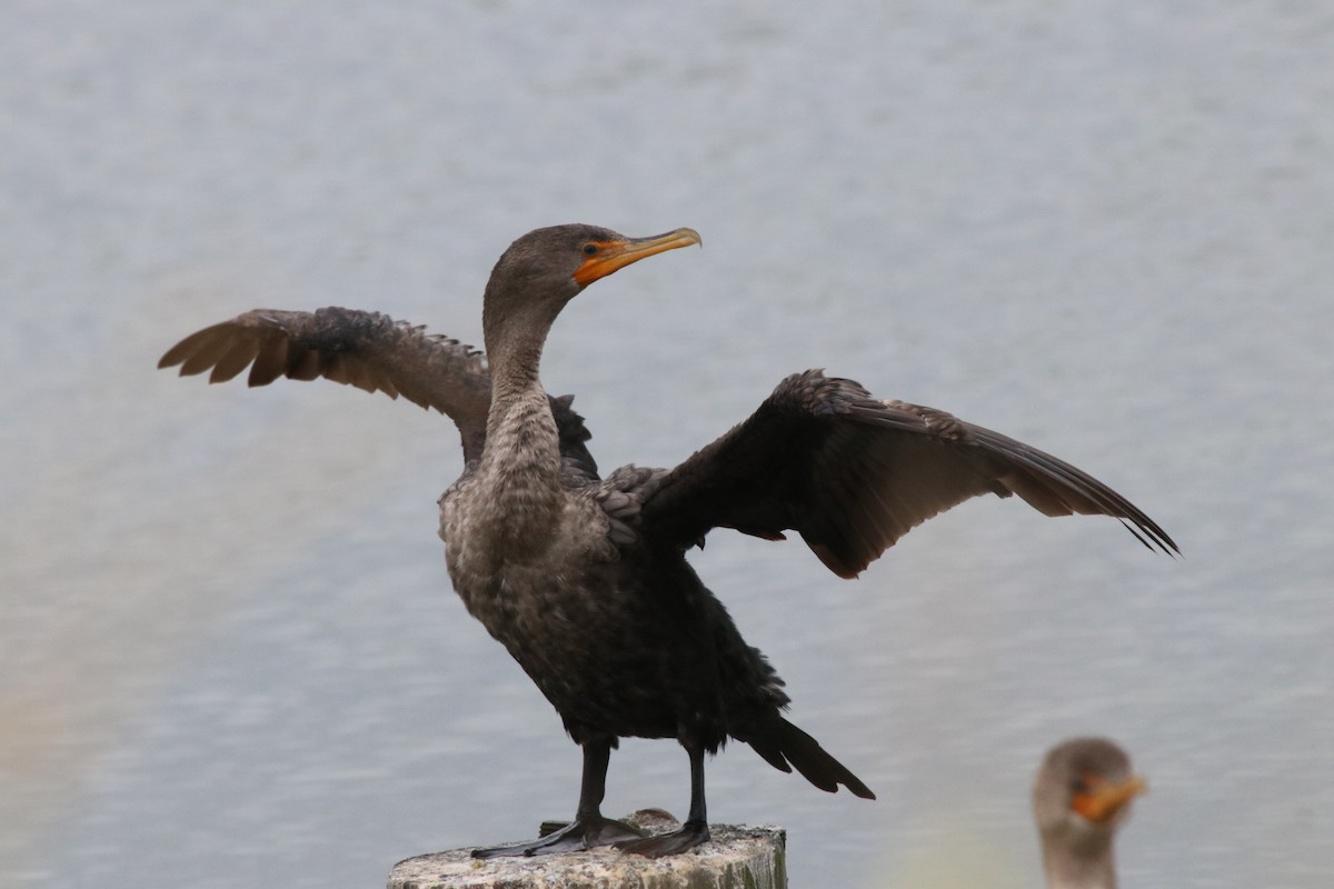 Double-crested Cormorant - ML624182478