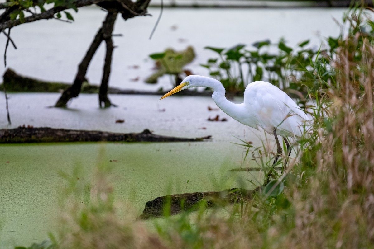 Great Egret - ML624182487