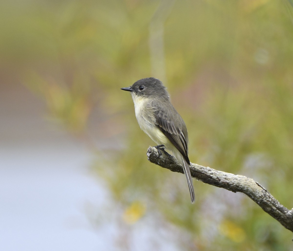 Eastern Phoebe - ML624182519