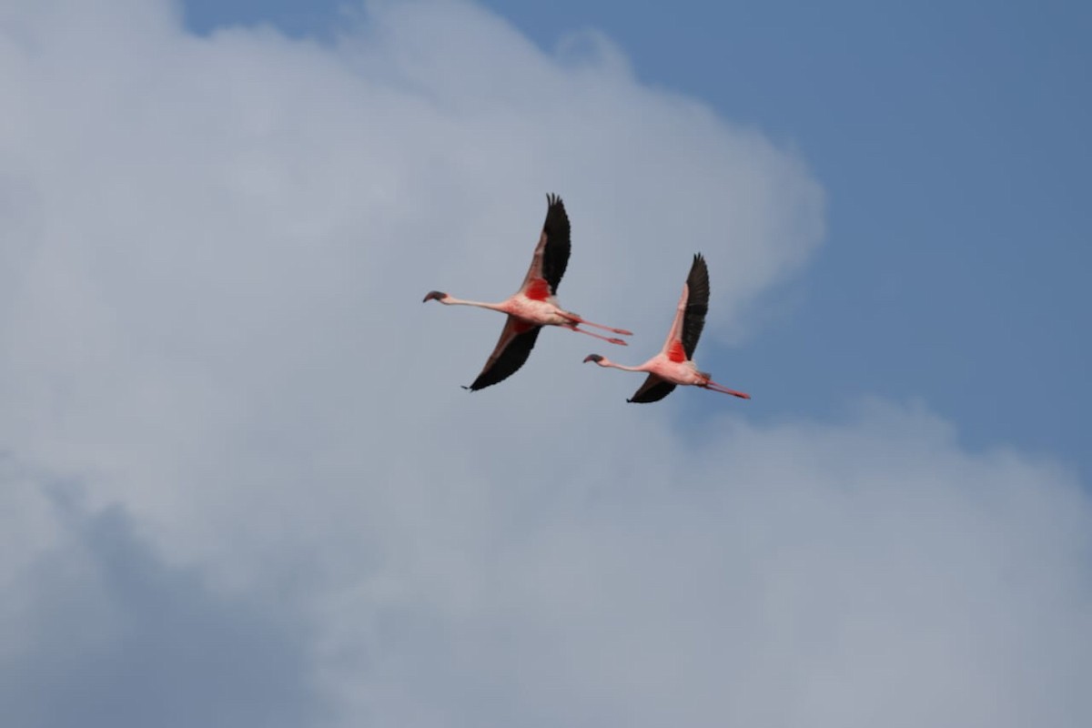 Lesser Flamingo - ML624182526