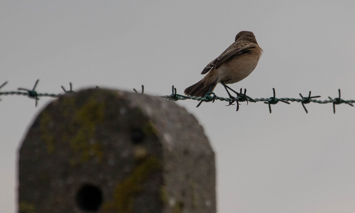 Siberian Stonechat - ML624182527