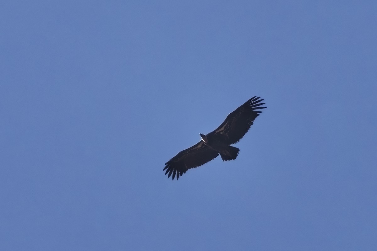 Rüppell's Griffon - Holger Teichmann