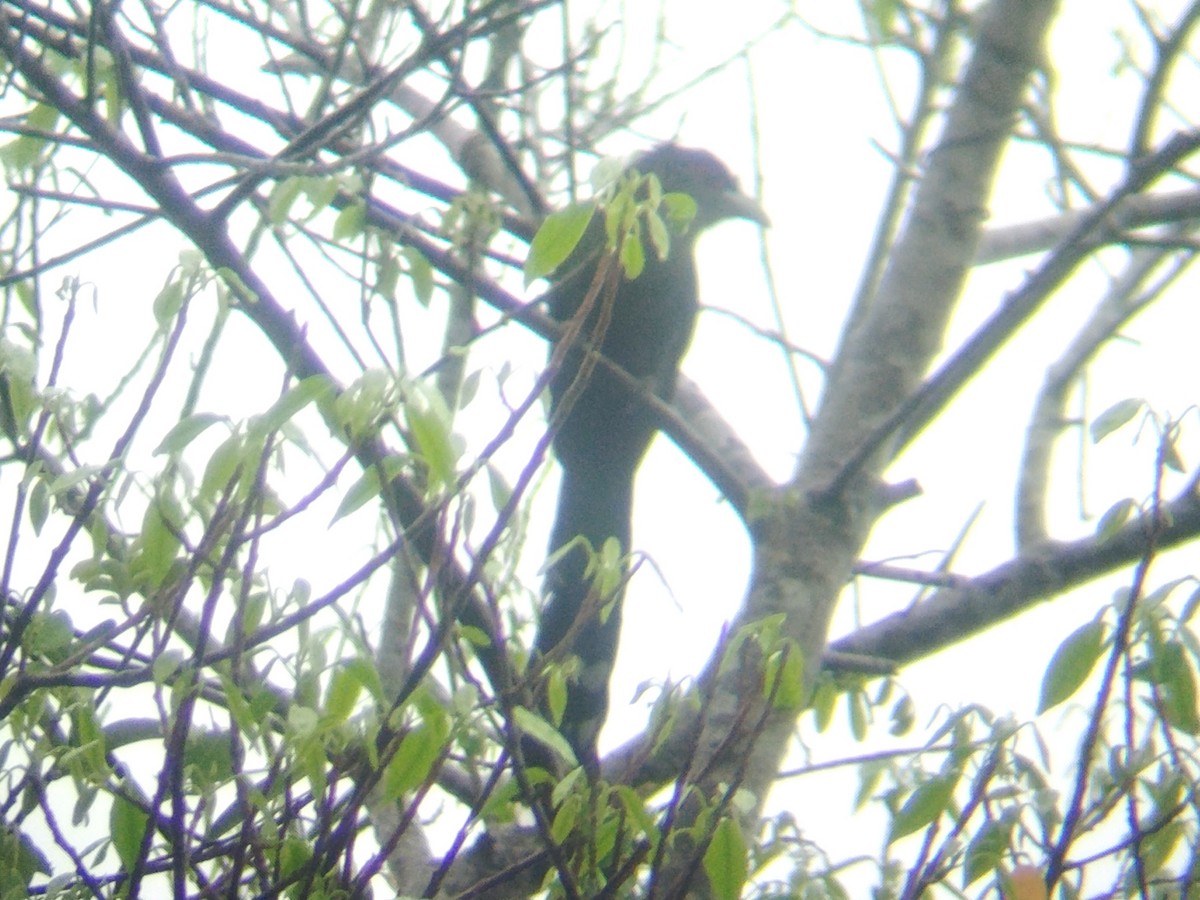 Black-bellied Malkoha - ML624182548