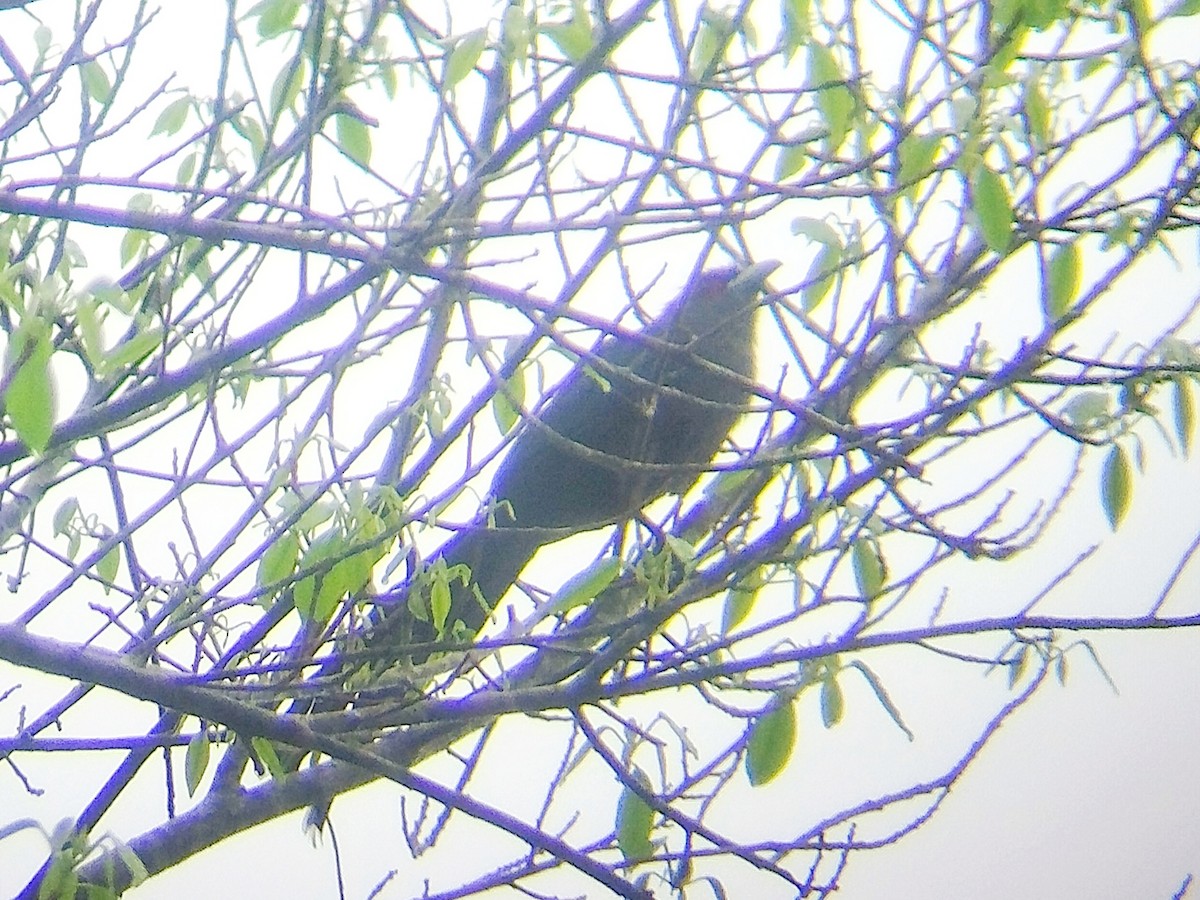 Black-bellied Malkoha - ML624182549