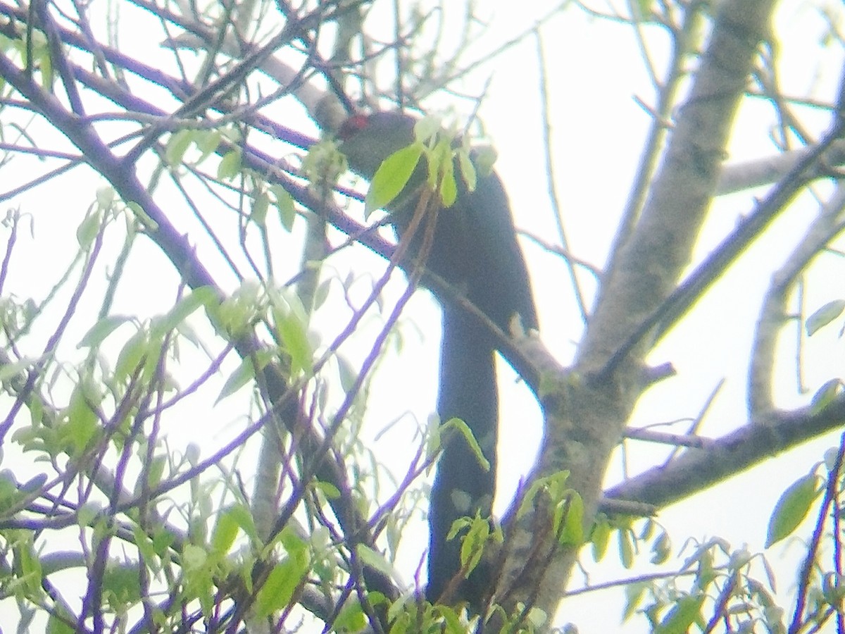 Black-bellied Malkoha - ML624182550